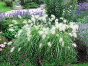 Lampenputzergras - Pennisetum alop. Little Bunny | Gräserwelten Bambus & Gräser